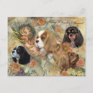 Carte Postale Cavalier King Charles Spaniel