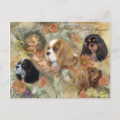 Carte Postale Cavalier King Charles Spaniel (Devant)