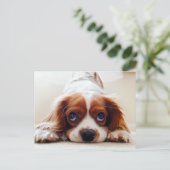 Carte Postale Cavalier King Charles Spaniel (Debout devant)