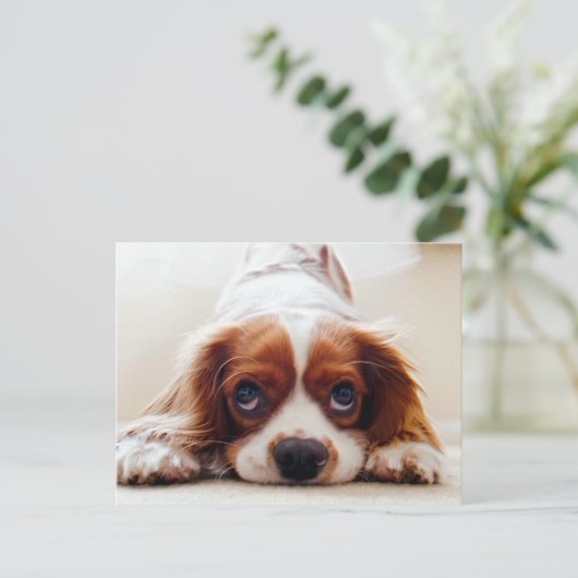 Carte Postale Cavalier King Charles Spaniel (Debout devant)