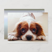 Carte Postale Cavalier King Charles Spaniel (Devant / Derrière)