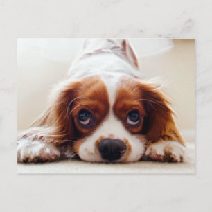 Carte Postale Cavalier King Charles Spaniel