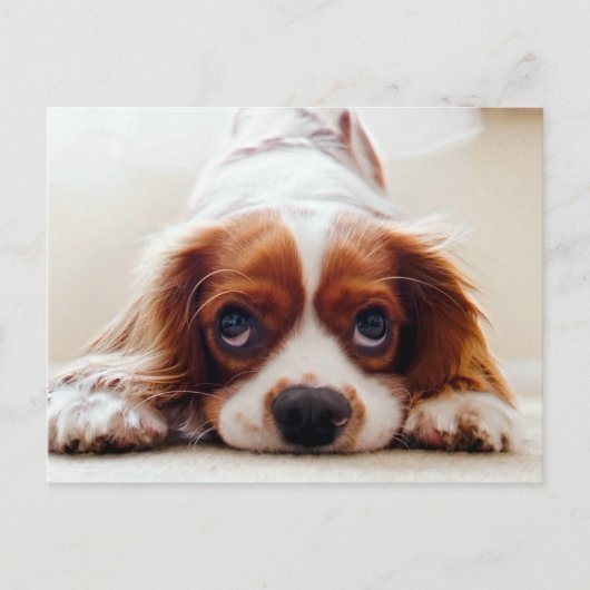 Carte Postale Cavalier King Charles Spaniel (Devant)