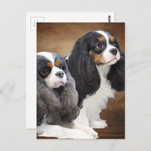 Carte Postale Cavalier King Charles Spaniel (Devant / Derrière)