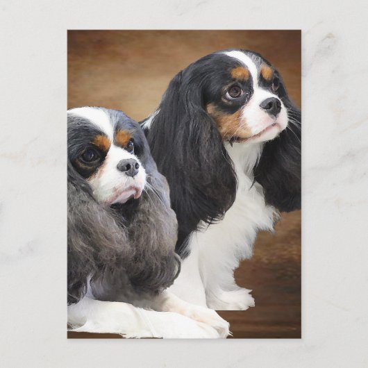 Carte Postale Cavalier King Charles Spaniel (Devant)