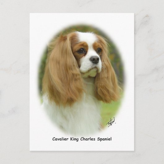 Carte Postale Cavalier King Charles Spaniel (Devant)
