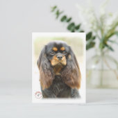 Carte Postale Cavalier King Charles Spaniel 9F51D-03 (Debout devant)