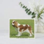 Carte Postale Cavalier King Charles Spaniel 9J001D-06 (Debout devant)