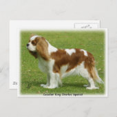 Carte Postale Cavalier King Charles Spaniel 9J001D-06 (Devant / Derrière)