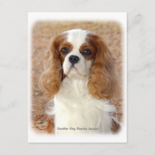 Carte Postale Cavalier King Charles Spaniel 9L005D-08 (Devant)