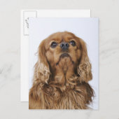 Carte Postale Cavalier King Charles Spaniel à la recherche (Devant / Derrière)