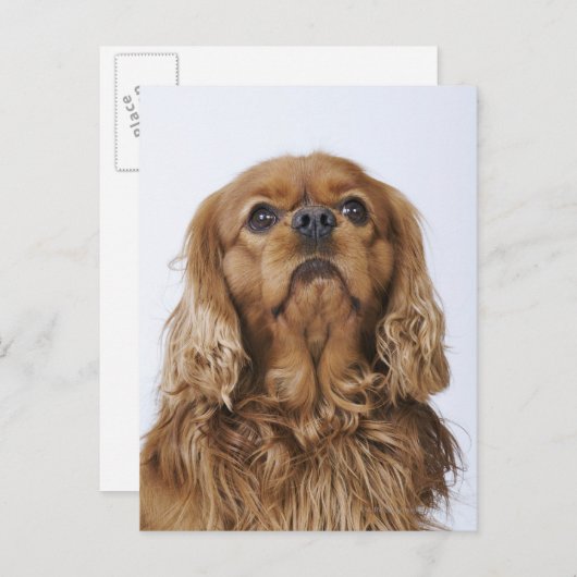 Carte Postale Cavalier King Charles Spaniel à la recherche (Devant / Derrière)