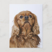 Carte Postale Cavalier King Charles Spaniel à la recherche (Devant)
