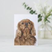 Carte Postale Cavalier King Charles Spaniel à la recherche (Debout devant)