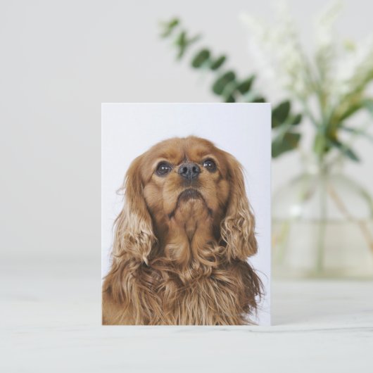 Carte Postale Cavalier King Charles Spaniel à la recherche (Debout devant)