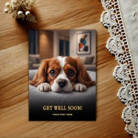 Cavalier King Charles Spaniel Adorable Bon rétabli