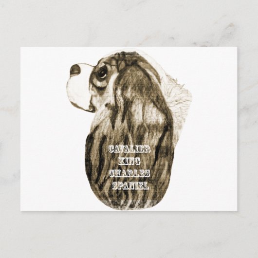 Carte Postale Cavalier King Charles Spaniel Antique Profil (Devant)