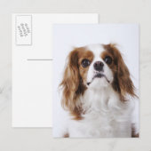 Carte Postale Cavalier King Charles Spaniel assis en studio (Devant / Derrière)