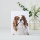 Carte Postale Cavalier King Charles Spaniel assis en studio (Debout devant)
