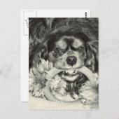 Carte Postale Cavalier King Charles Spaniel Chew Bone (Devant / Derrière)