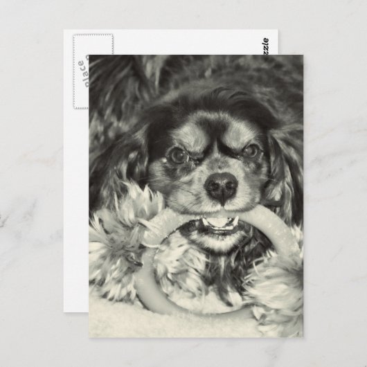 Carte Postale Cavalier King Charles Spaniel Chew Bone (Devant / Derrière)