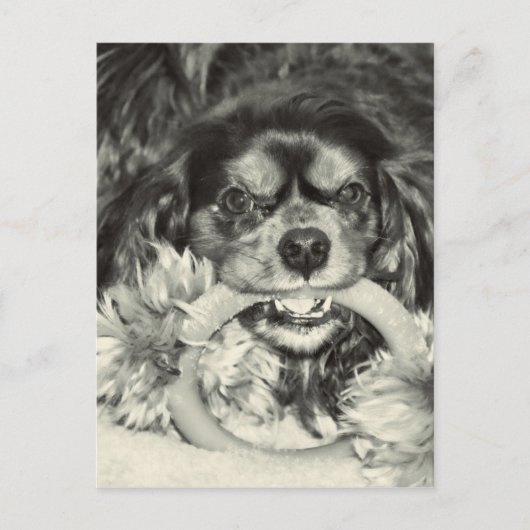 Carte Postale Cavalier King Charles Spaniel Chew Bone (Devant)