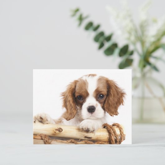 Carte Postale Cavalier King Charles Spaniel Chien Chien Chien Ch (Debout devant)