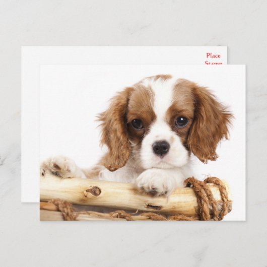 Carte Postale Cavalier King Charles Spaniel Chien Chien Chien Ch (Devant / Derrière)