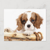 Carte Postale Cavalier King Charles Spaniel Chien Chien Chien Ch (Devant)