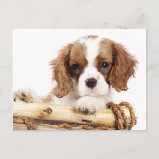 Carte Postale Cavalier King Charles Spaniel Chien Chien Chien Ch (Devant)