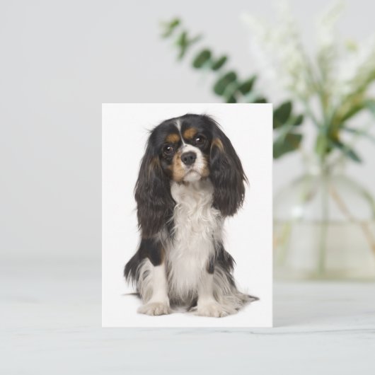 Carte Postale Cavalier King Charles Spaniel Chien Chien Chien Ch (Debout devant)