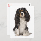 Carte Postale Cavalier King Charles Spaniel Chien Chien Chien Ch (Devant / Derrière)