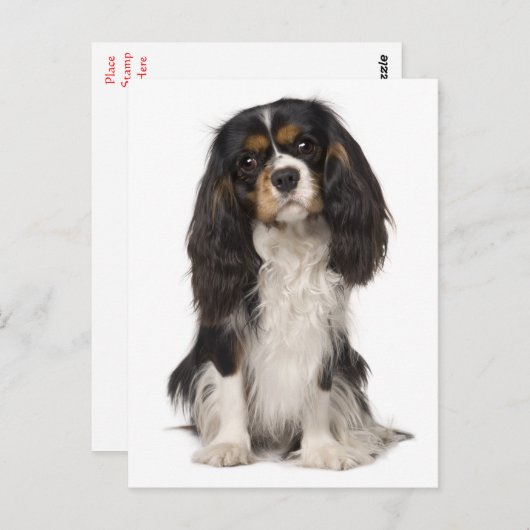 Carte Postale Cavalier King Charles Spaniel Chien Chien Chien Ch (Devant / Derrière)