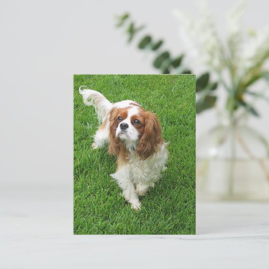 Carte Postale Cavalier King Charles Spaniel Chien Chien Chien Po (Debout devant)