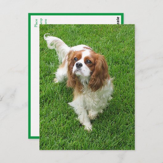 Carte Postale Cavalier King Charles Spaniel Chien Chien Chien Po (Devant / Derrière)