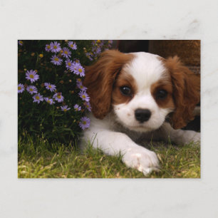 Carte Postale Cavalier King Charles Spaniel Chiot derrière les f