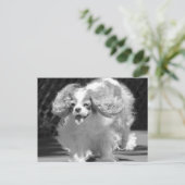 Carte postale Cavalier King Charles Spaniel couran (Debout devant)
