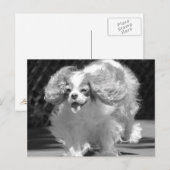 Carte postale Cavalier King Charles Spaniel couran (Devant / Derrière)