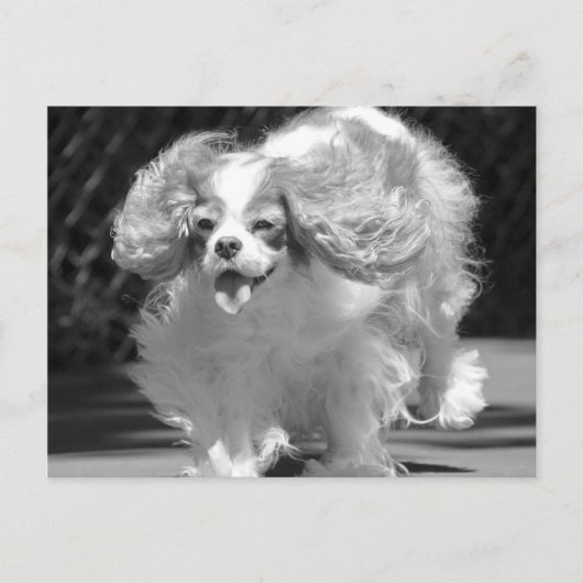 Carte postale Cavalier King Charles Spaniel couran (Devant)