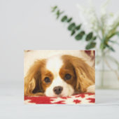 Carte postale Cavalier King Charles Spaniel flocon (Debout devant)
