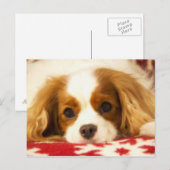 Carte postale Cavalier King Charles Spaniel flocon (Devant / Derrière)
