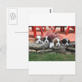 Carte Postale Cavalier King Charles Spaniel Litter (Devant / Derrière)