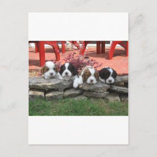 Carte Postale Cavalier King Charles Spaniel Litter