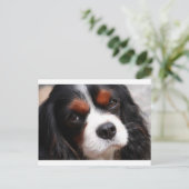 Carte Postale Cavalier King Charles Spaniel Maman (Debout devant)