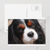Carte Postale Cavalier King Charles Spaniel Maman (Devant / Derrière)