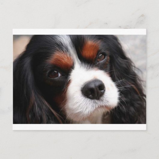 Carte Postale Cavalier King Charles Spaniel Maman (Devant)