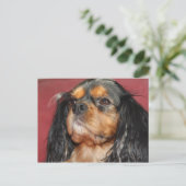Carte Postale Cavalier King Charles Spaniel noir et feu (Debout devant)