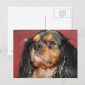Carte Postale Cavalier King Charles Spaniel noir et feu (Devant / Derrière)
