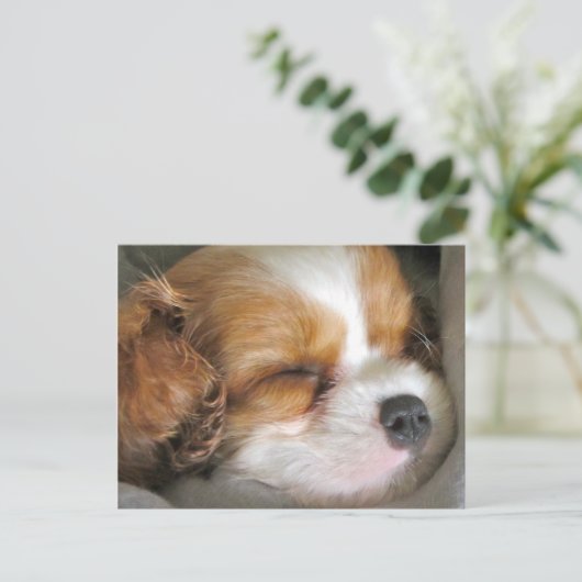 Carte postale Cavalier King Charles Spaniel Puppy (Debout devant)