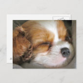 Carte postale Cavalier King Charles Spaniel Puppy (Devant / Derrière)